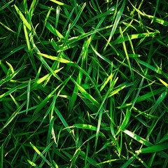 Top view of lush green grass texture. Summer nature background and eco-themed projects. 
