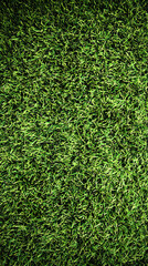 Top view of lush green grass texture. Summer nature background and eco-themed projects. 
