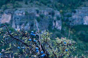 Mountain view with wild autumn fruits on the foreground