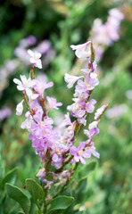 Limoniastrum monopetalum halophyte plant with purple flowers close up in Tenerife,Canary Islands,
Spain.Selective focus.