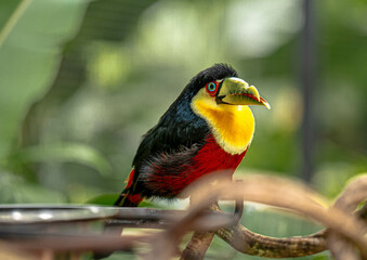 Red-breasted Toucan (Ramphastos dicolorus) Perched on a Branch in Its Natural Habitat