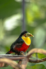 Red-breasted Toucan (Ramphastos dicolorus) Portrait Highlighting Its Intense Gaze and Damaged Beak