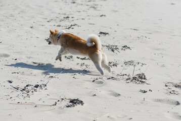 Fototapeta premium Aktiver Shiba Inu hat Spaß am Strand