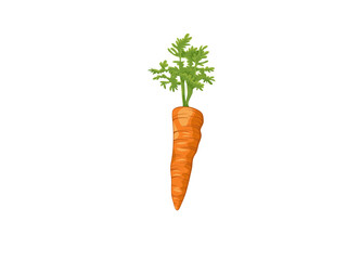 carrots isolated on white