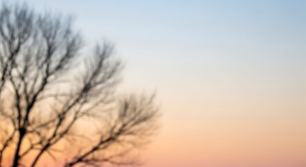 Bare Tree Silhouette Against a Soft Pastel Sunrise or Sunset Sky