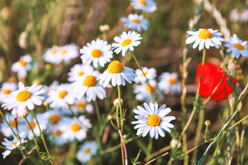 White daisies with vibrant yellow centers, accompanied by a single striking red poppy. Contrast...