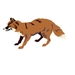 A Cunning Red Fox Stalks Through the Wilderness with Alertness