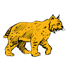 A Hand Drawn Sketch of a Golden Yellow Bobcat Walking