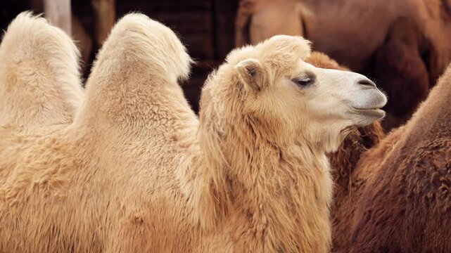 Several Bactrian camels stand closely together inside a wooden pen while one chews, showcasing domestic herd behavior