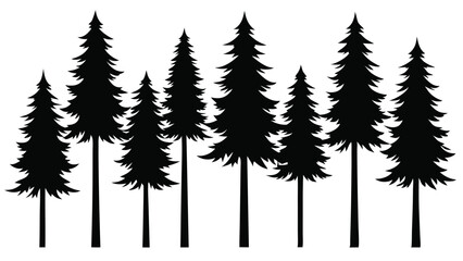 Fototapeta premium Silhouettes of evergreen trees in a forest
