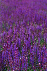 lavender close-up vertical photo