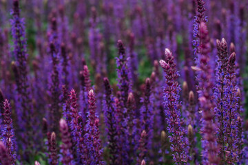 lavender close-up horizontal photo
