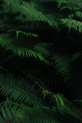 fern close-up vertical photo