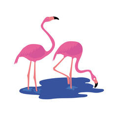 Two pink flamingos by a blue pool of water