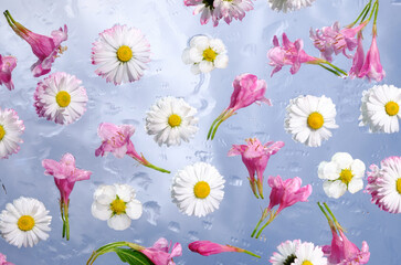 Spring daisy and pink flowers composition on light blue water background