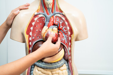 Student teenage learning anatomy biology with human body model in classroom at high school.