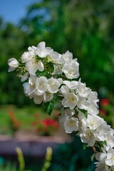 Cluster of delicate white jasmine flowers in full bloom against a lush green garden background under clear blue sky.