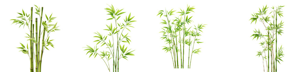 Fototapeta premium Bamboo plants with green leaves in natural setting