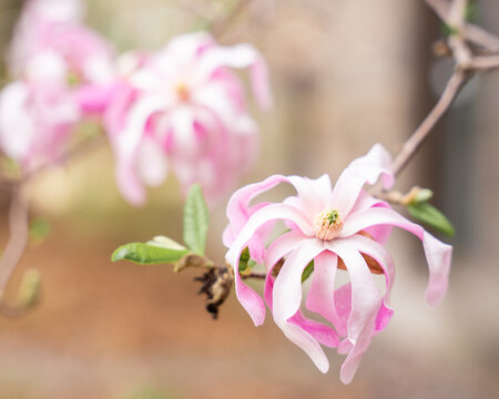 Close-Up of Magnolia Blossoms in Spring