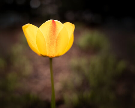 Close-Up of a Radiant Yellow Tulip in Spring Bloom