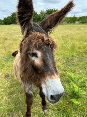 Gros plan sur la tête d'un âne