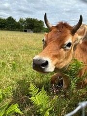 vache de la race Aubrac