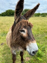 âne dans sa prairie