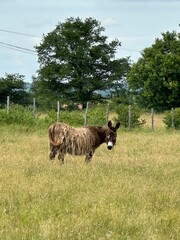 âne dans sa prairie
