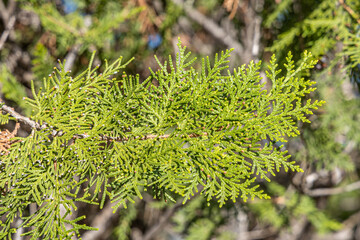 Horizontal texture of green cypress trees