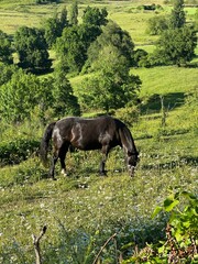 cheval noir dans une pâture