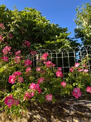 fleurs rose et jaune