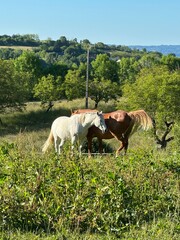 chevaux marron et blanc dans une pâture
