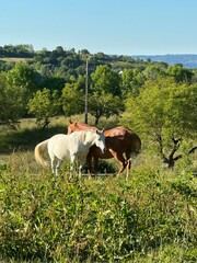 chevaux blanc et marron dans une pâture