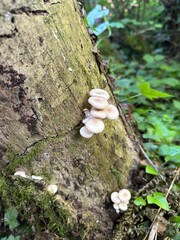 Champignons sur un arbre
