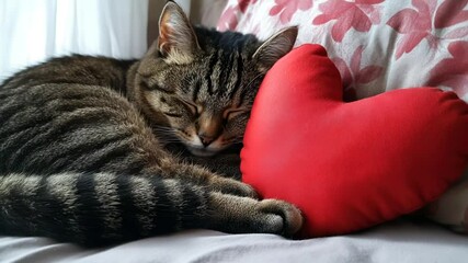 Cute tabby cat sleeping soundly with a red heart pillow symbolizing love and affection