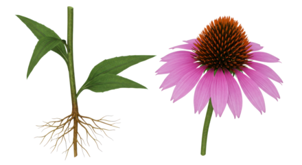 Echinacea plant anatomy with roots, stem, leaves and pink flower isolated