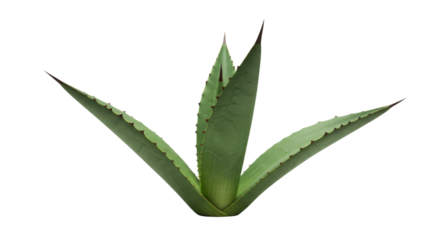 Green aloe vera plant isolated on white background