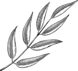 Eucalyptus sketch. Hand-drawn botanical illustration. Natural skin care, aromatherapy, perfumery, and organic cosmetics logo design. NOT AI generated
