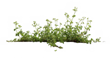 Cutout weeds growing through cracked pavement with transparent background, ideal for photo editing and graphic design projects related to urban decay, resilience of nature, or environmental themes