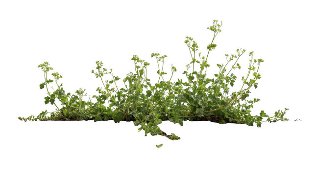 Fototapeta Cutout weeds growing through cracked pavement with transparent background, ideal for photo editing and graphic design projects related to urban decay, resilience of nature, or environmental themes