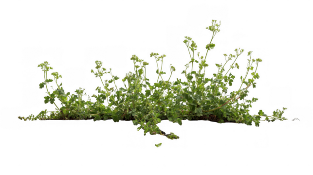 Cutout weeds growing through cracked pavement with transparent background, ideal for photo editing and graphic design projects related to urban decay, resilience of nature, or environmental themes