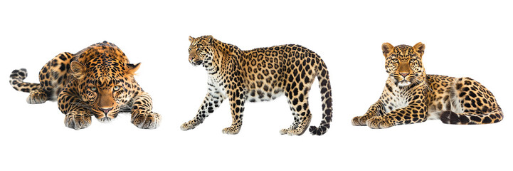 Three leopards on display on transparent background