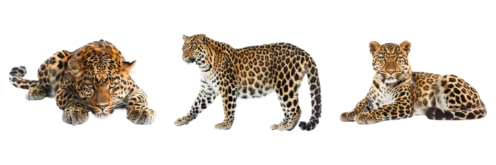Fotobehang Luipaard Three leopards on display on transparent background  © shifa