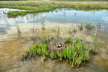 Birds of salty marshes. Helium. Black-winged stilt (Himantopus himantopus) nest between samphire (Salicornia), seapoa (Puccinellia), saltwort (Salsola) in very damp habitat. Steppe Black Sea region