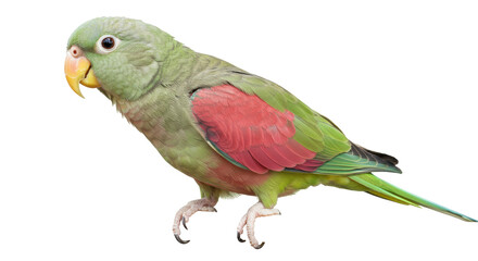 Isolated Plum-headed Parrot