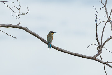 A Blue-tailed bee-eater perched on a branch with a small insect in its beak. Captured in the wild,...