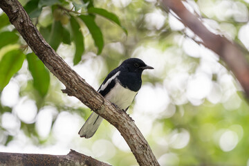 A black magpie perched calmly on a tree branch. Captured in a quiet moment, highlighting the bird’s graceful posture and natural setting.