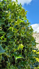 Holly leaves texture