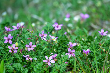 Pin grass, alfilaria (Erodium cicutarium). A poisonous plant, astringent, hemostatic and anticonvulsant effects. The early spring salty steppes of Crimea