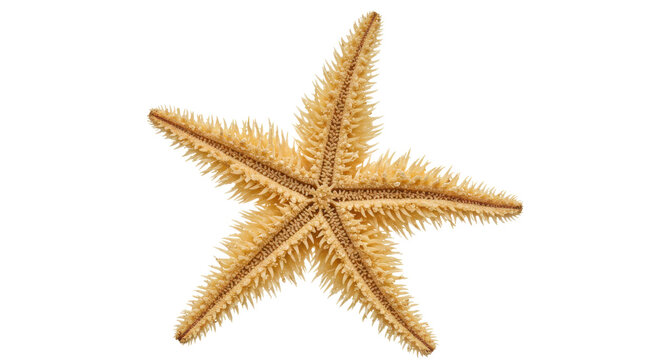Dry light brown starfish isolated on white background. Top view of sea star marine specimen.